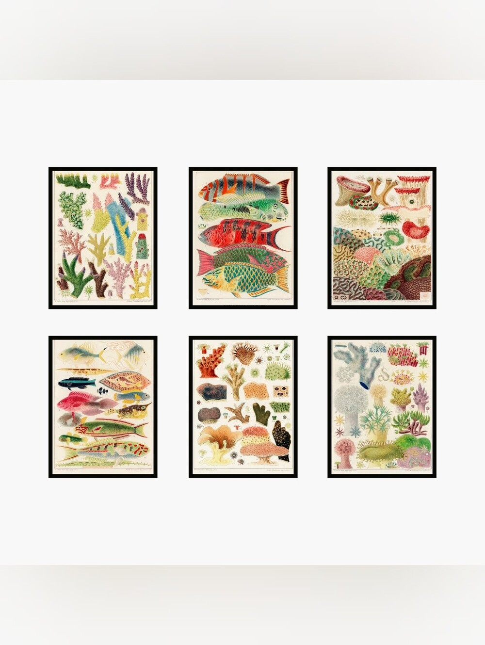 Set of 6 Botanical Fish & Coral Wall Art Prints - Multicolor 8.5x11